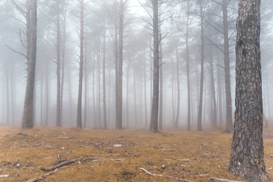 Misty forest landscape